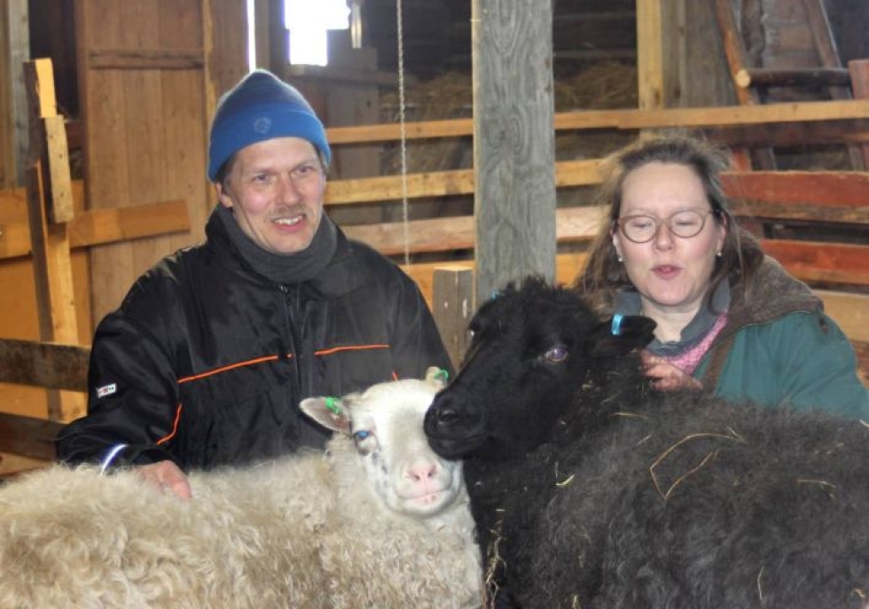 Pirteän pässin lammaskatraan päivittäinen hoito vie Risto Sulkavan arvion mukaan reilun varttitunnin, mikäli lampailla ei ole mitään ongelmaa. Oikealla Jaana Sulkava.