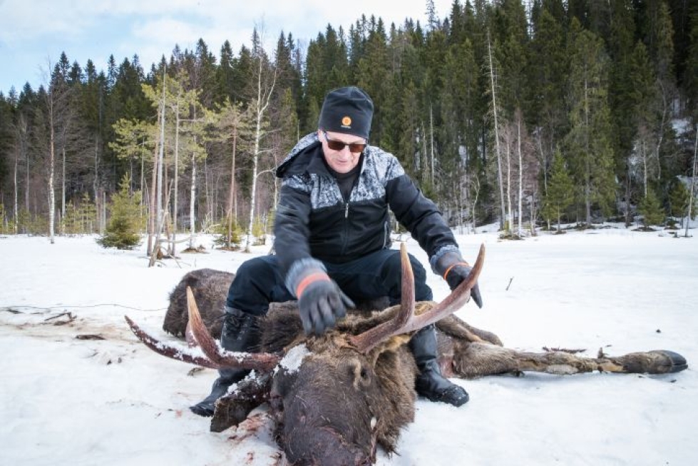 Asetellessaan hirven päätä Lieksan Kontiovaarassa Eero Kortelainen, 67, hymähtää muistaessaan BBC:n filmiryhmän ja saunomisen hirven kanssa kymmenen vuoden takaa.