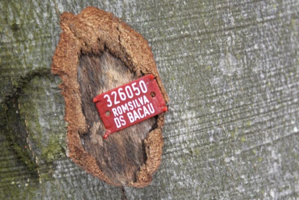 Jokainen valtion metsistä hakattava puu merkitään Romanian metsähallituksen Romsilvan leimalla, ainakin periaatteessa.
