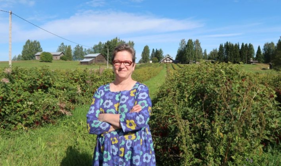 Viinimarjat kypsyvät Ilomantsin Parppeinvaaran laella, jossa tänä kesänä on voinut usein tavata myös Liisa Matveisen.