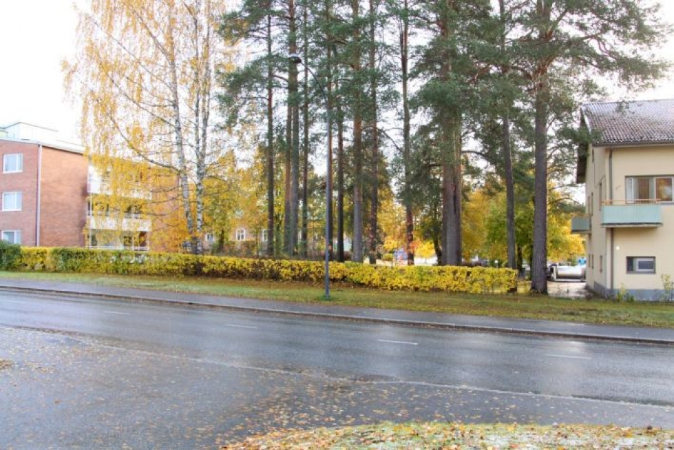 Pohjois-Karjalan Metsänhoitoyhdistys on arvioinut tontilla kasvavat petäjät normaaleiksi, vanhoiksi puistopuiksi.