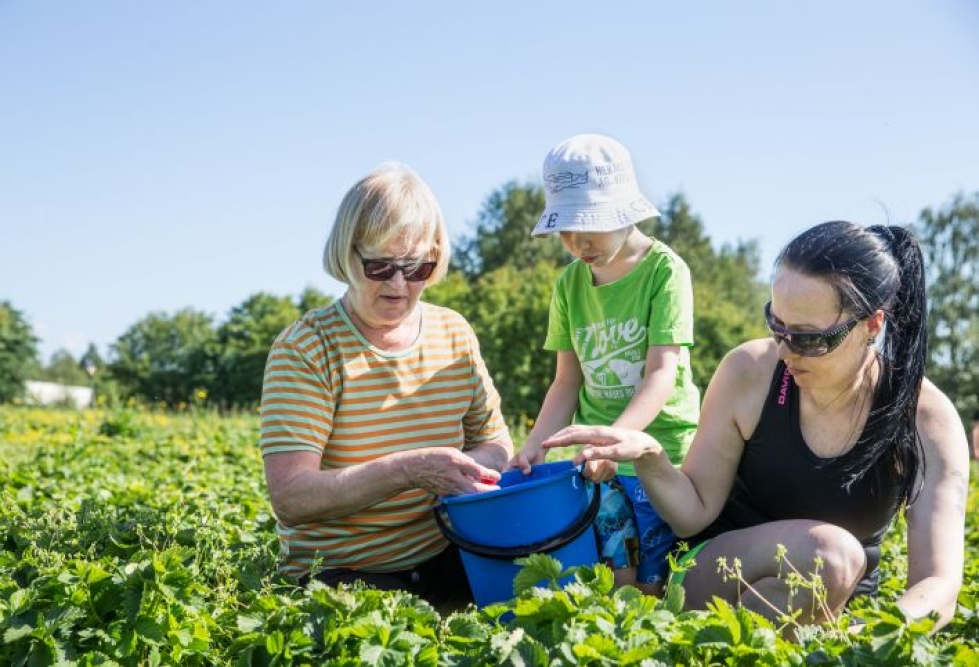 Toivo Venäläinen kerää mansikoita isoäitinsä Riitta Koistisen ja äitinsä Heidi Koistisen apuna.