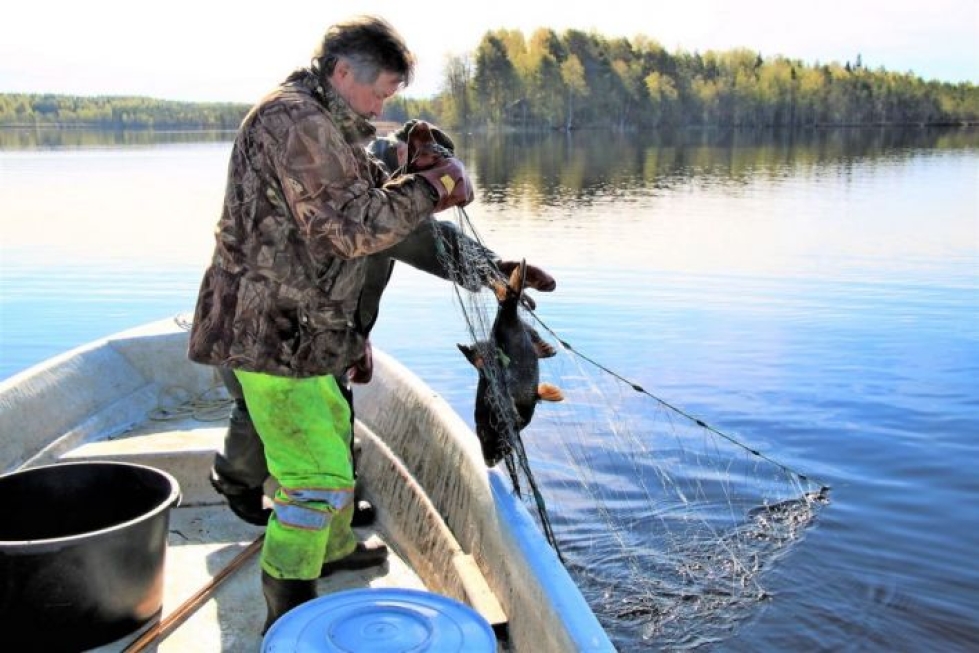 Kalastajat Markku Malinen (takana) ja Ahti Kanervo ovat pyytäneet tänä keväänä noin 3000 kiloa lahnaa Kesälahdelta Hanelinlammesta. Se on ollut pariviikkoinen urakka.