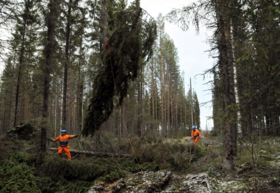 Metsäyhtiöt ovat ostaneet tammi-marraskuussa puuta yksityismetsistä 20 prosenttia enemmän kuin vastaavana aikana vuosi sitten. LEHTIKUVA / SEPPO NYKÄNEN