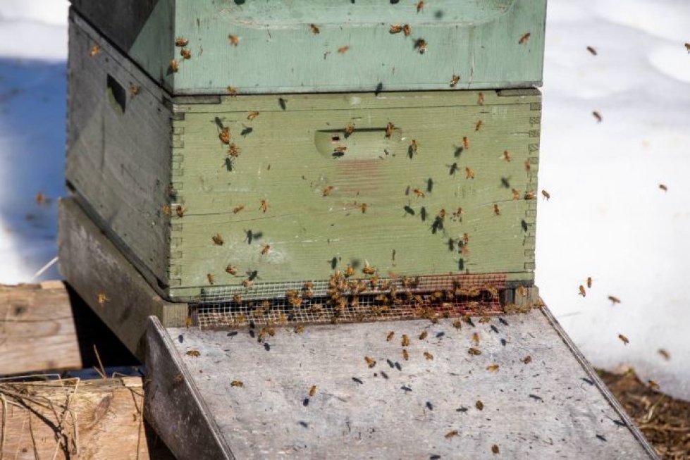 Maaliskuussa otetussa kuvassa mehiläiset heräilivät kevääseen.