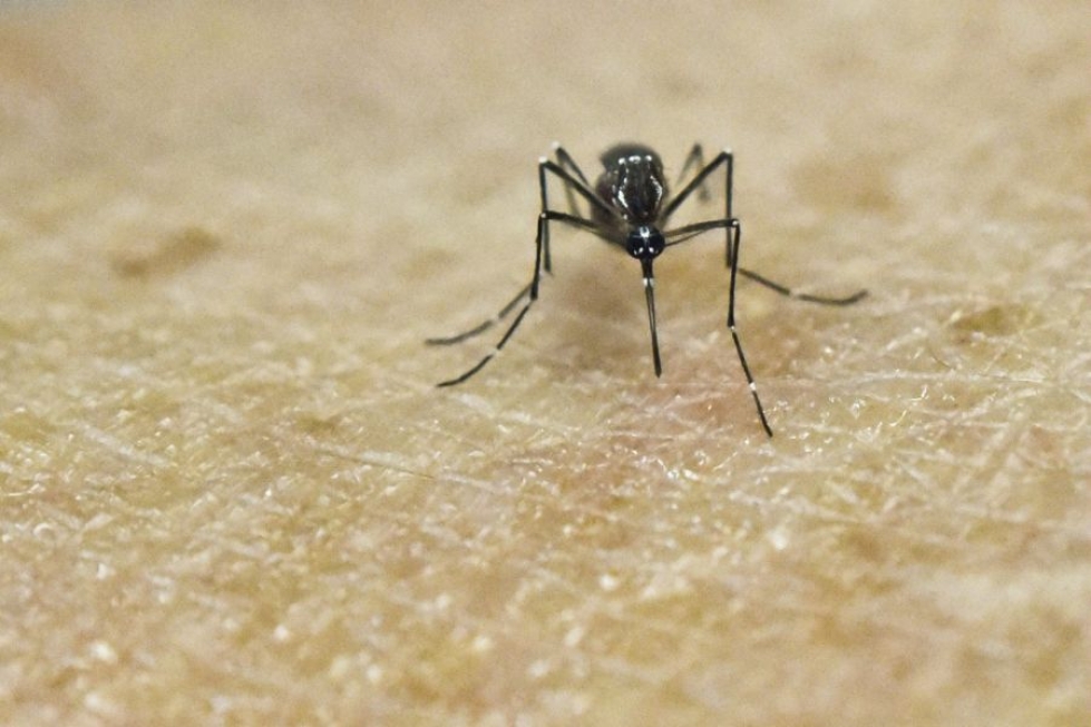 Zikavirusta levittävät hyttyset. Viruksen on todettu aiheuttavan vakavia sikiövaurioita. LEHTIKUVA/AFP