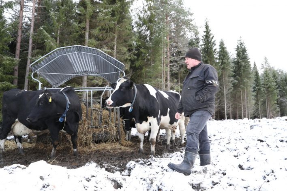  Asko Miettinen käymässä ruokakatoksella ummessa olevien lehmien luona. Lehmille on erikseen makuukatos.