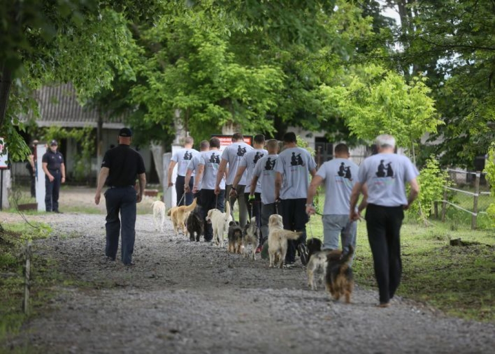 Sremska Mitrovica -ohjelmassa vangit ja koirat valmistavat toisiaan yhteiskuntaan paluuseen. LEHTIKUVA/AFP