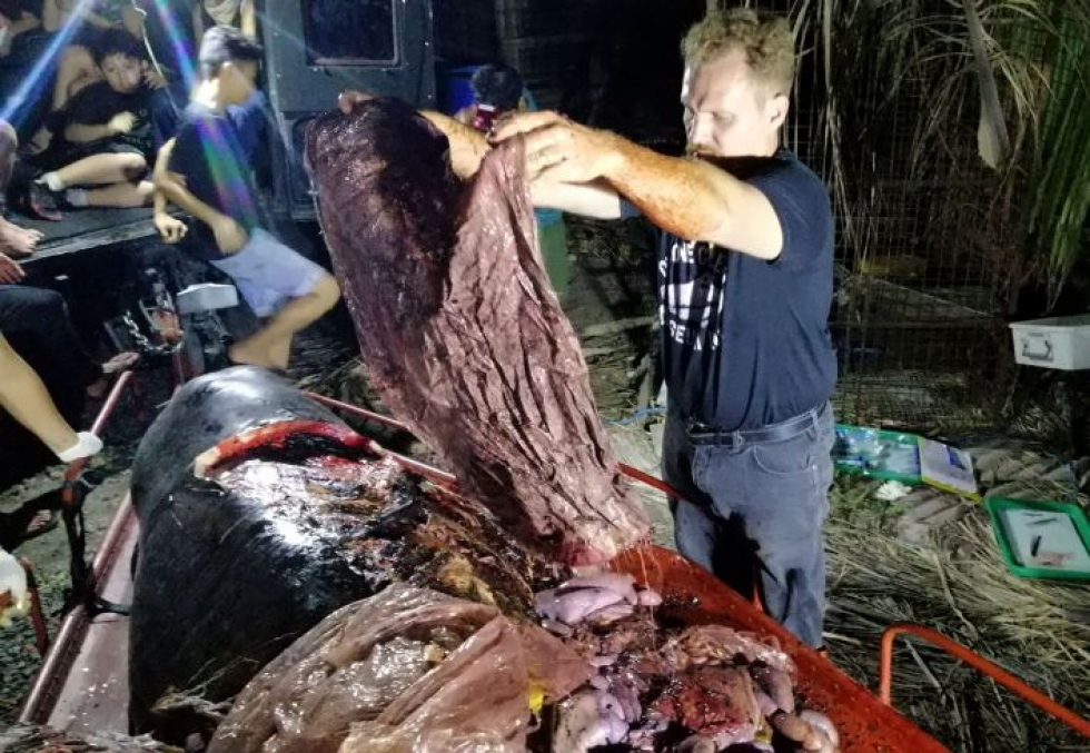 Valaalle tehtiin ruumiinavaus, jossa paljastui, ettei eläin pystynyt syömään, koska muovijäte oli tukkinut sen vatsan. LEHTIKUVA / AFP