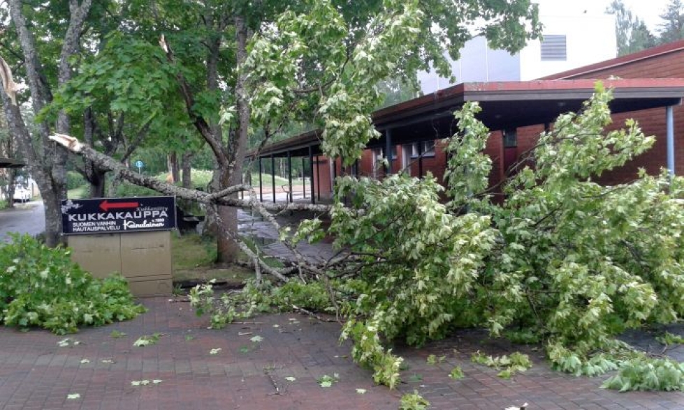 Myrskypuuska ja Niinivaaralla Suvitorin edessä tiistaina kaatunut puu. 