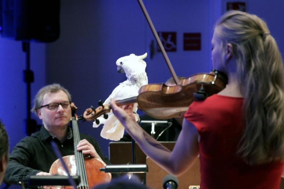 Botaniasta tuttu Juuso-papukaija esiintyi eilen Joensuun kaupunginorkesterin konsertissa.