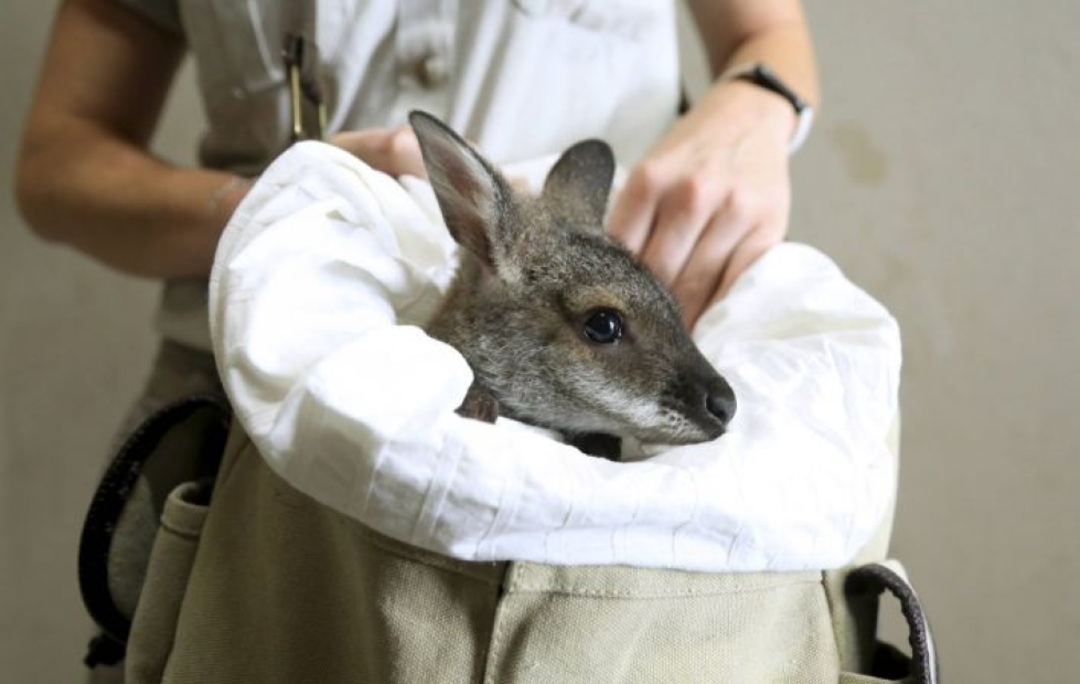 Tämä kengurunpoikanen selvisi Australian paloista ja on Taronga Zoon villieläinsairaalassa Sydneyssä. LEHTIKUVA / MESUT TURAN