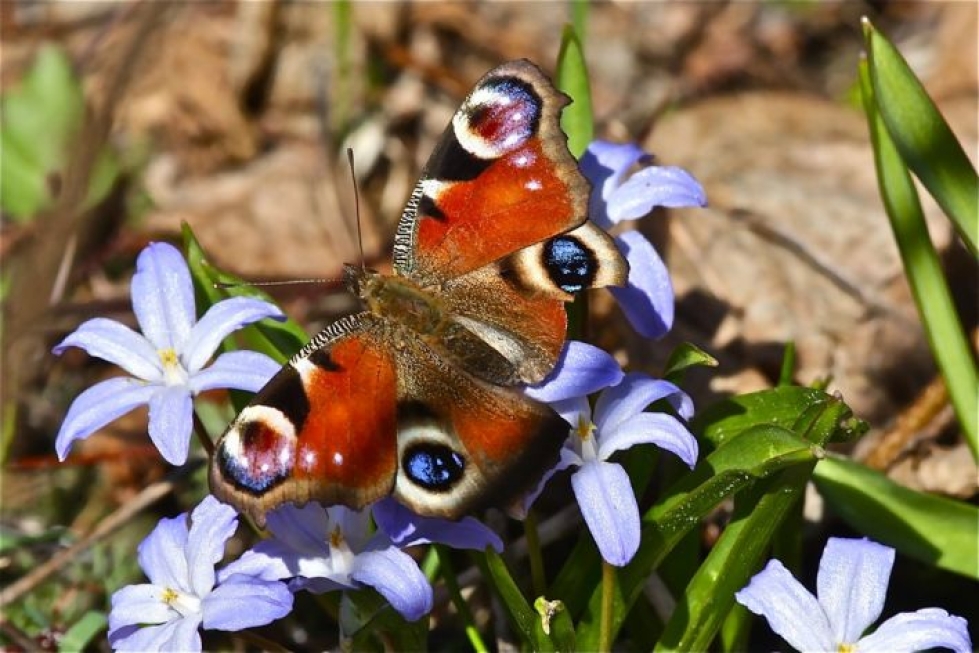 Neitoperhonen on kevään varhaisimpia päiväperhosia. Se, kuten näiden aiikojen muutkin lemtäjät, talvehtii aikuisena.