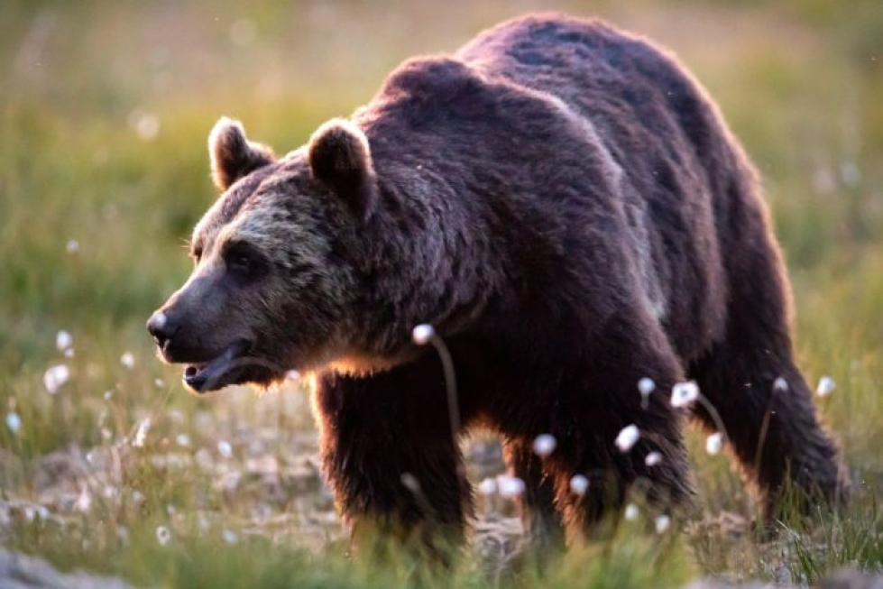 Karhu raateli metsästäjälle hengenvaaralliset vammat torstaina Kannuksessa. Kuvan karhu ei liity tapaukseen. LEHTIKUVA / ANNI REENPÄÄ