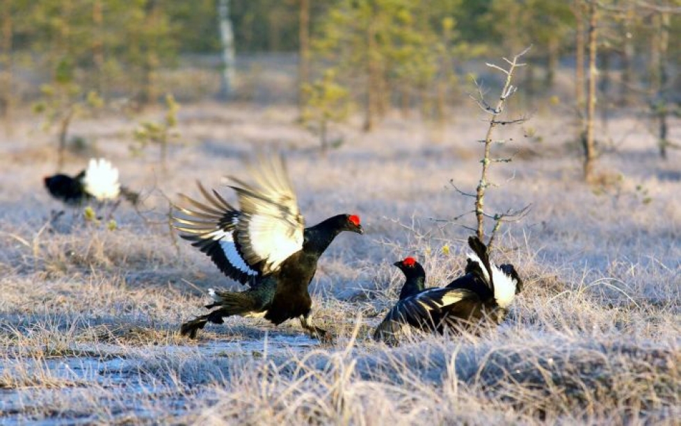 Osassa Pohjois-Karjalaa teeren metsästys jatkuu 10. joulukuuta saakka.