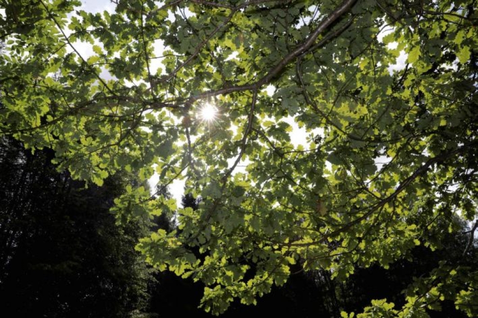 Vihreys rauhoittaa ja puusto luo hyvää mikroilmastoa ympärilleen. Helena Seutu vakuuttaa, että puiden katveessa on hyvä hengittää.