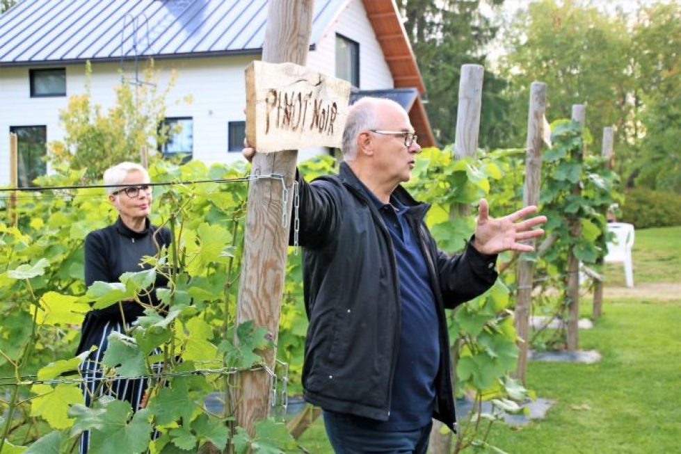 Juha Quist ja Anna-Maija Harikoski työskentelevät viinitarhallaan päivittäin. Ensimmäiset köynnökset ovat viisivuotiaita ja alkavat tuottaa kunnolla satoa.
