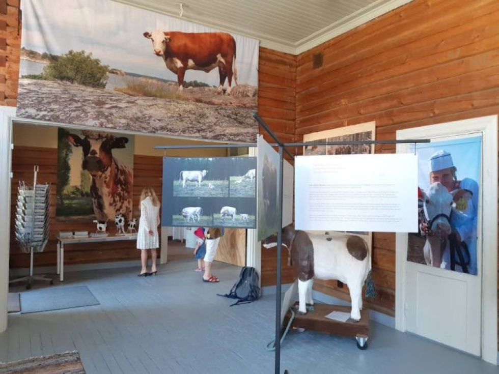 Katja Mahalin tuottama näyttely Jos lehmät puhuisivat on Valtimon puukoululla nähtävillä 8.8. saakka.