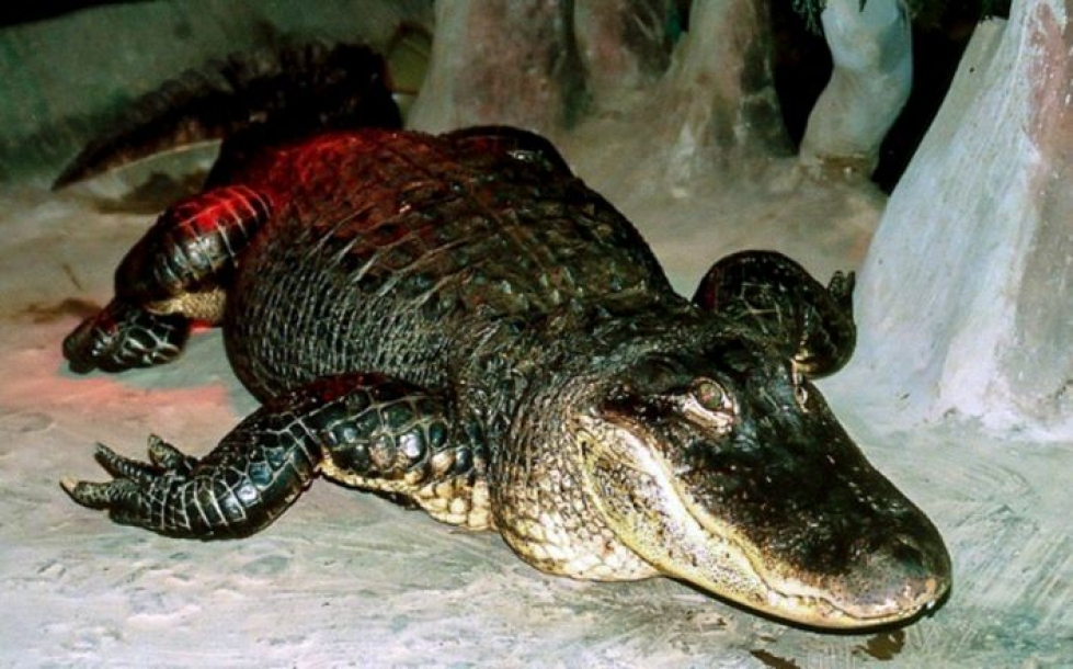 84-vuotiaana kuollut alligaattori Saturn karkasi Berliinin eläintarhasta sen jälkeen, kun eläintarhaa pommitettiin vuonna 1943. Moskovaan se päätyi sodan jälkeen. LEHTIKUVA/AFP.