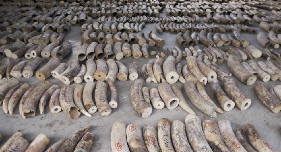 Tulli löysi Vietnamiin matkalla olleesta lastista lähes 9 000 kilogrammaa norsunluuta, kertovat viranomaiset. LEHTIKUVA/AFP