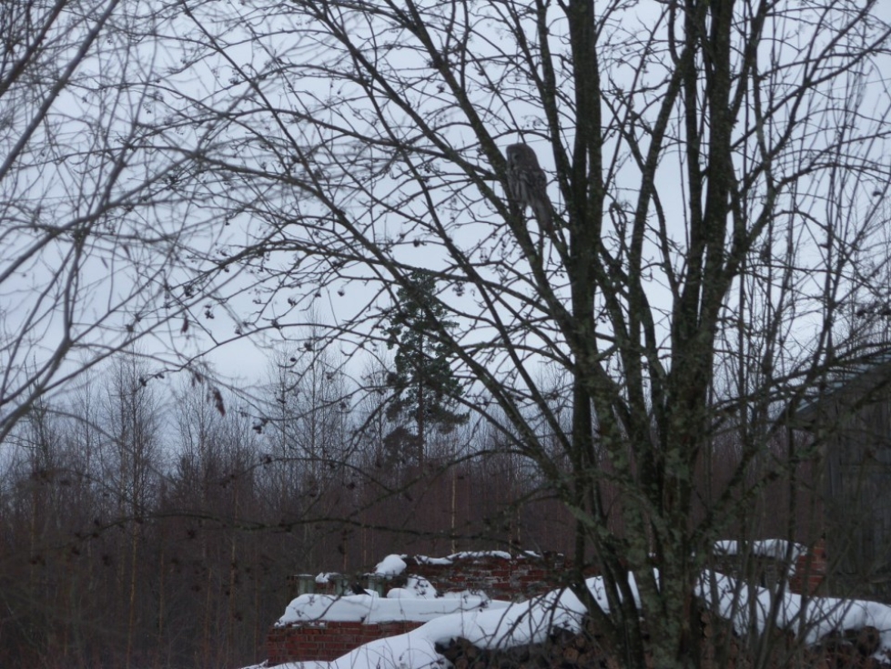 Rääkkylän Haapasalmesta löytyi perjantaina myyriä ahkerasti tähylevä  lapinpöllö.