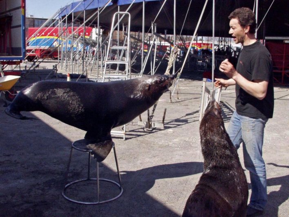 Merileijona on poistumassa sallittujen sirkuseläinten listalta. Arkistokuvassa Sirkus Finlandin kouluttaja harjoittelee merileijonien kanssa vuonna 2006.