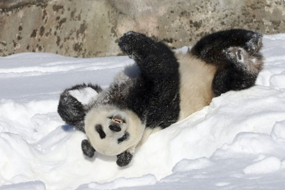 Ähtäri Zoon pyry-panda pyöri lumessa maaliskuussa 2018. LEHTIKUVA / TOMMI ANTTONEN