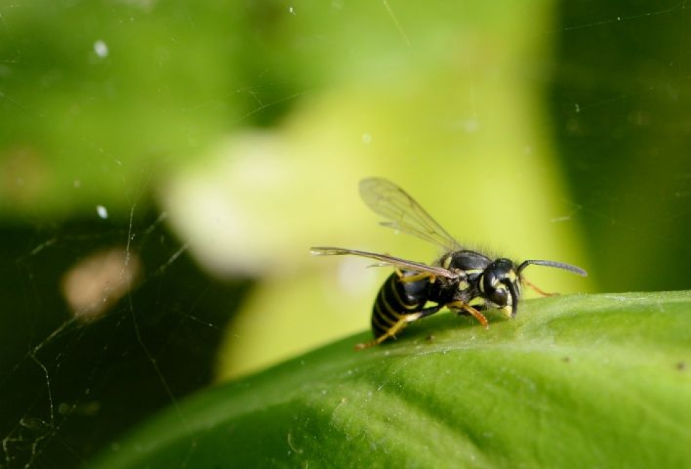 Noin kaksi prosenttia suomalaisista on allergisia ampiaisten ja mehiläisten pistoille. LEHTIKUVA / Mikko Stig