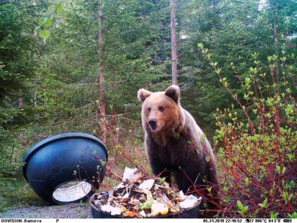 Karhu kävi toukokuun lopussa näin lähellä kompostia ennen sähköpaimenen asentamista. Kuva riistakamerasta.