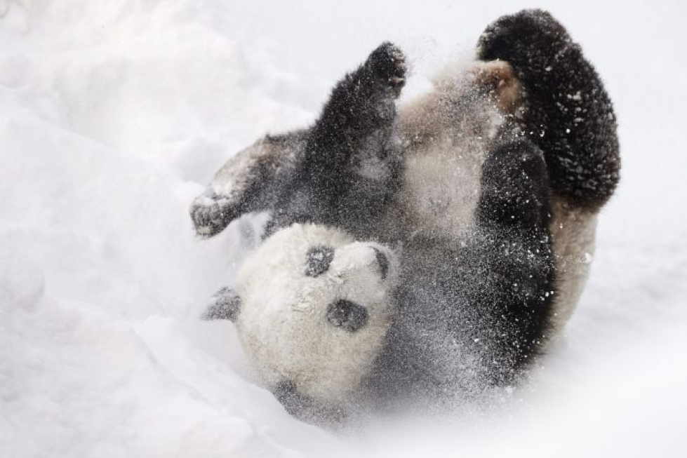 Lumi kilpaili kymmenen lajitoverinsa kanssa sarjassa Suosituin panda Kiinan ulkopuolella. LEHTIKUVA / RONI REKOMAA