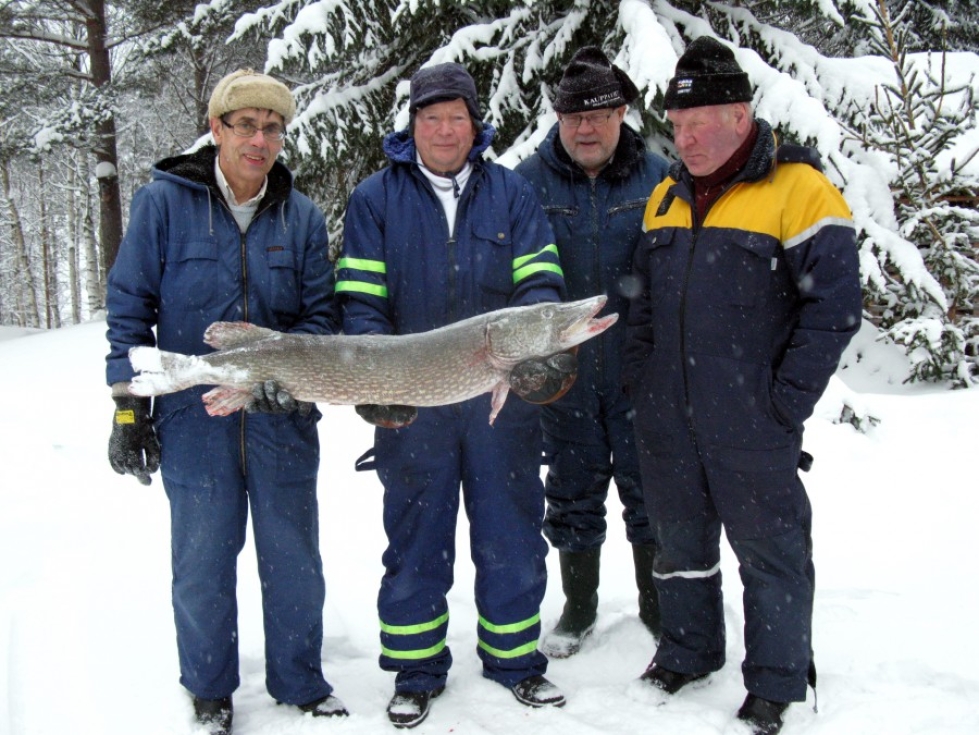 Tämä 13-kiloinen hauki tuotti Viinijärvellä kalastaneelle kalaporukalle kakkostilan.