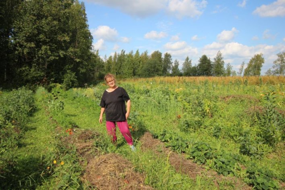Sydänlankalaisten porkkanat, perunat ja härkäpavut kasvavat Jenni Simanaisen yhteisöpellolla Polvijärvellä.