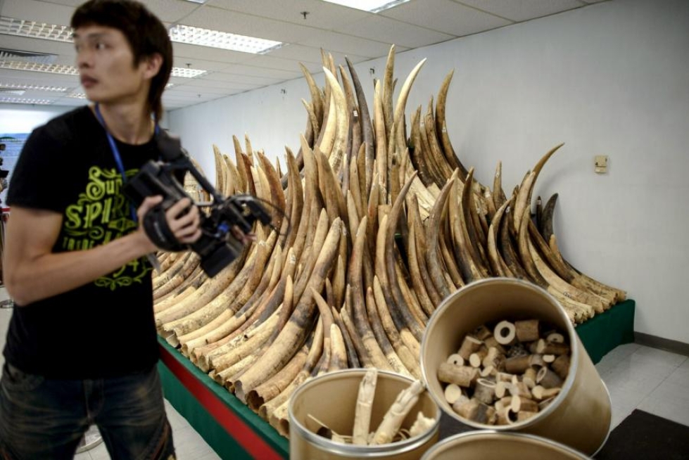 Viranomaisten Hongkongissa takavarikoimaa norsunluuta. Hongkong aikoo kieltää norsunluukaupan vuoteen 2021 mennessä. LEHTIKUVA/AFP