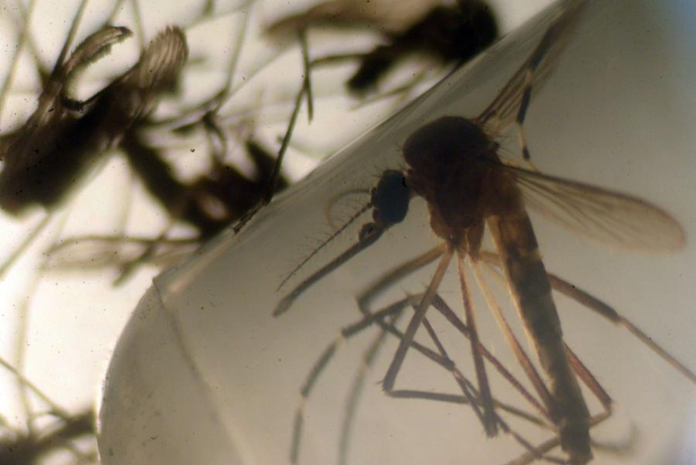 Aedes aegypti -hyttynen levittää zikavirusta. Viruksen epäillään aiheuttaneen hiljattain ensimmäisen kuoleman Manner-Yhdysvalloissa. LEHTIKUVA/AFP