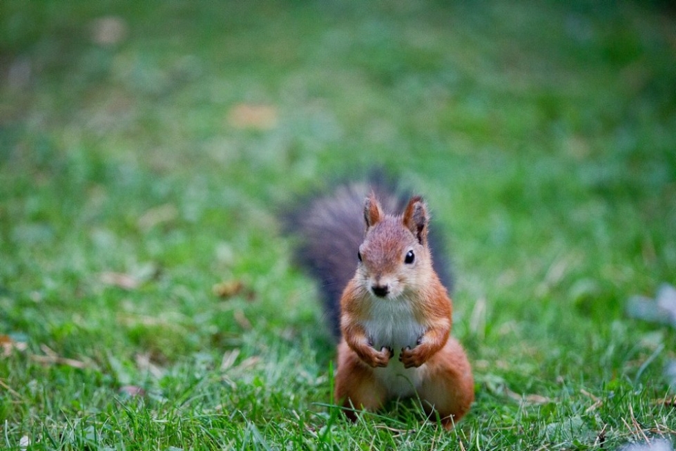 Arkistokuva, kuvan suomalainen orava ei liity jutun tapauksiin