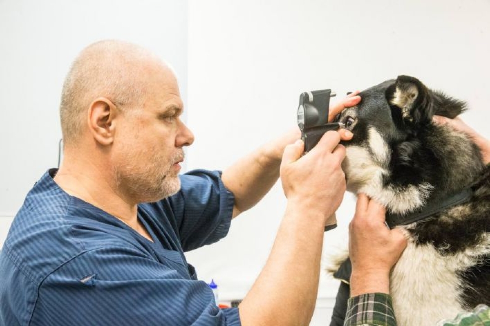 Eläinlääkäri Jari Aho tutkimassa itäsiperianlaikan silmätulehdusta.