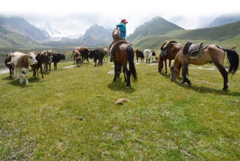 Noin 3000 metrin korkeudessa laiduntavat lehmät saapuivat ihmettelemään ratsastavia turisteja.