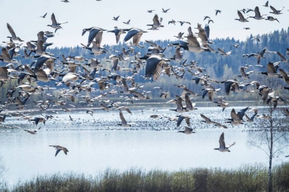 Kymmenientuhansien valkoposkihanhien suuruiset parvet aiheuttivat ihmetystä toukokuussa Pohjois-Karjalassa.
