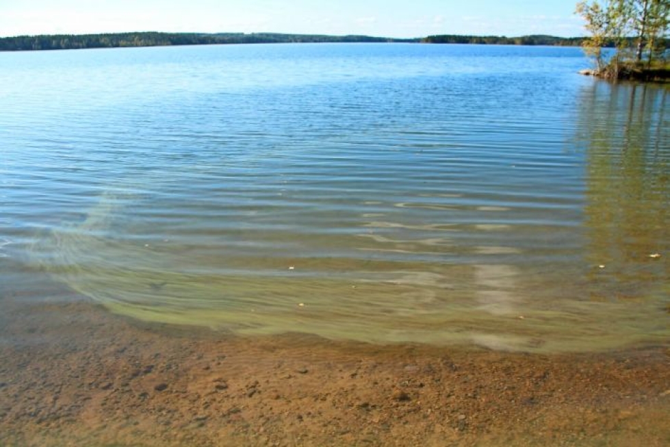 Sinilevää Puruvedellä Kesälahdella syyskuussa 2015.