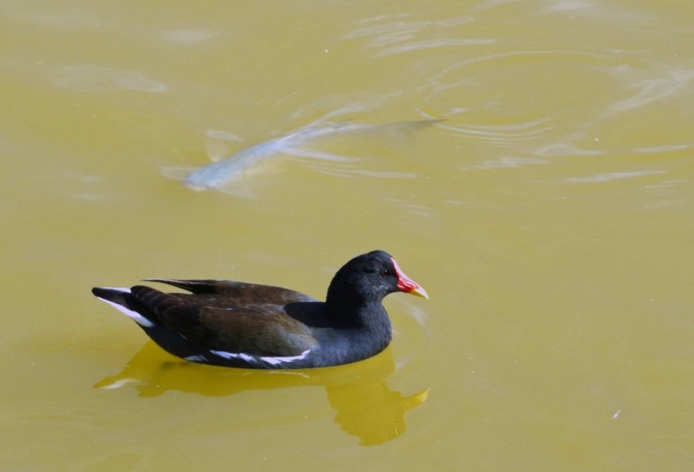 Lintu numero 2 on kuvattu Gran Canarialla, mutta laji tavataan myös Pohjois-Karjalassa.