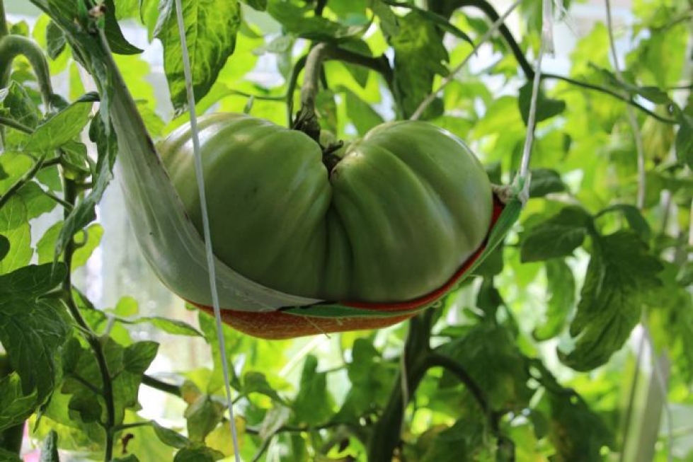 Laura Pirhosen tomaateilla on riippumatot. Ilman niitä ne irtoavat ja putoavat maahan.