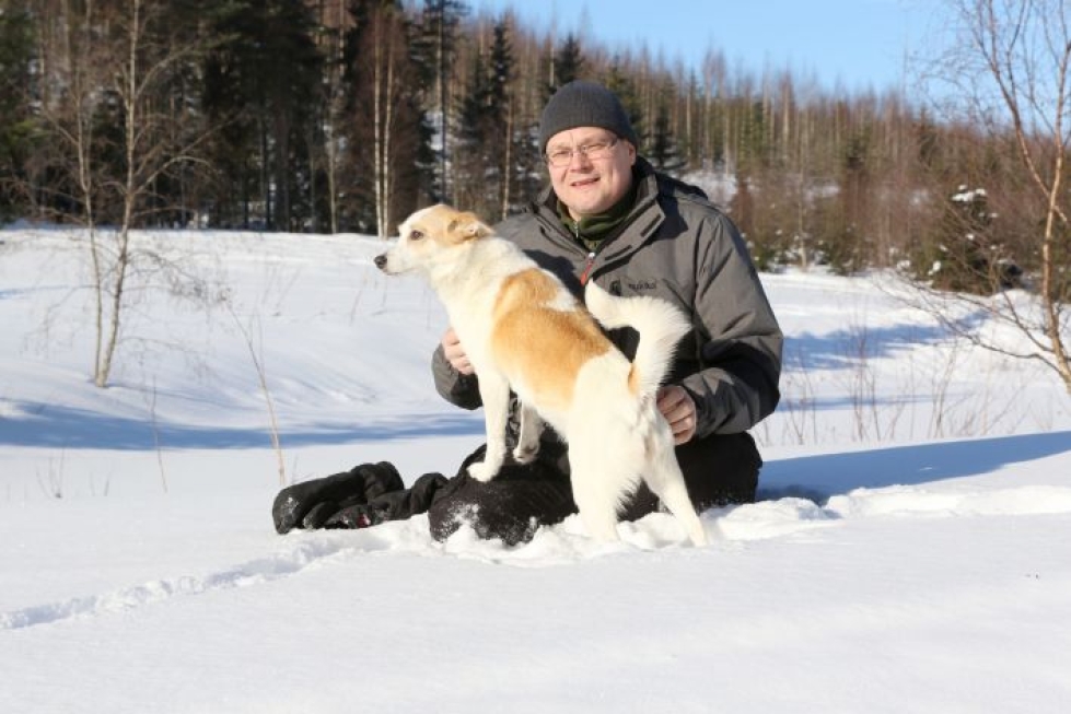 Lieksalaisen Ari Saastamoisen omistama pohjanpystykorva Villivalon Puppy voitti Karjalaisen koirakilpailun haukkuvien lintukoirien sarjan viime vuonna jo neljännen kerran.