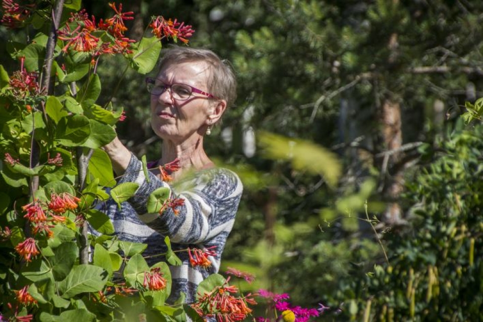 Tuliköynnöskuusama on yksi Evita Kamppurin suosikeista. Se kukkii läpi kesän.