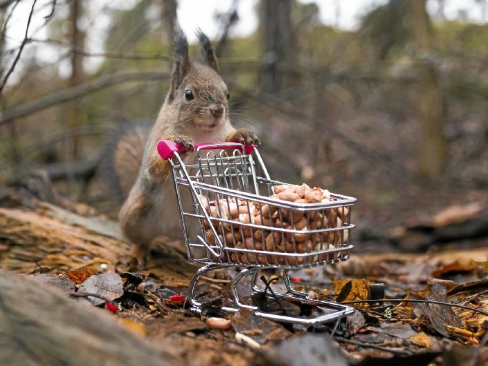 Tämän, jo laajalle levinneen kuvan Ossi Saarinen otti Seurasaaressa. Hän täytti pienet ostoskärryt maapähkinöillä ja parin tunnin kärsivällisen odottelun jälkeen orava tarttui kärryihin juuri sopivalla tavalla.