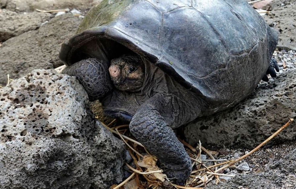 Jo sukupuuttoon kuolleeksi luullun kilpikonnalajin edustaja tiistaina Galapagossaarilla. Lehtikuva/AFP