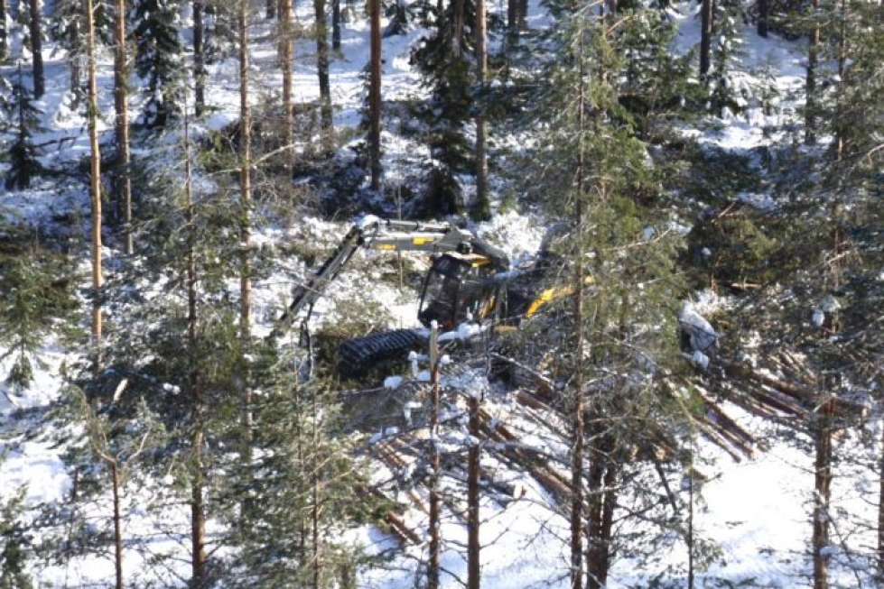 Metsähallitus hakkaa lumituhoalueita kolmella koneketjulla. Tässä työt meneillään Rautavaaralla.
