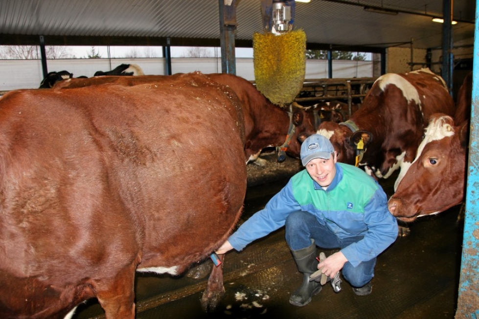 Tohmajärveläinen maidontuottaja Ari Lajunen harkitsee siirtymistä luomuun.