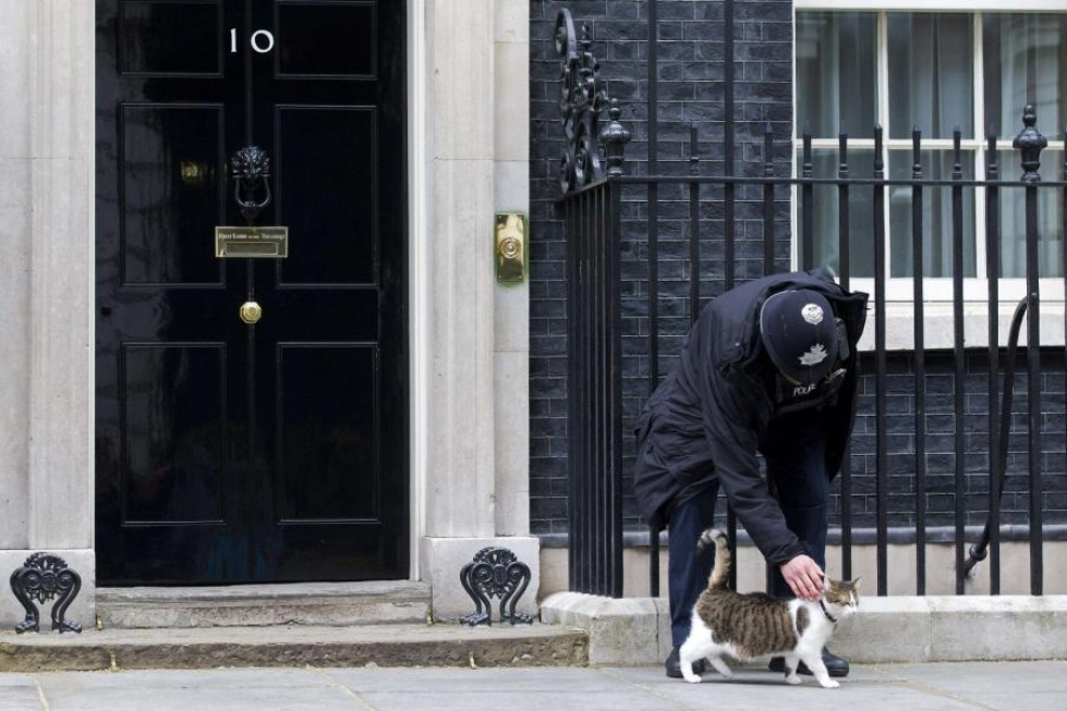 Poliisi rapsuttaa Larry-kissaa Britannian pääministerin virka-asunnon edessä. LEHTIKUVA/AFP