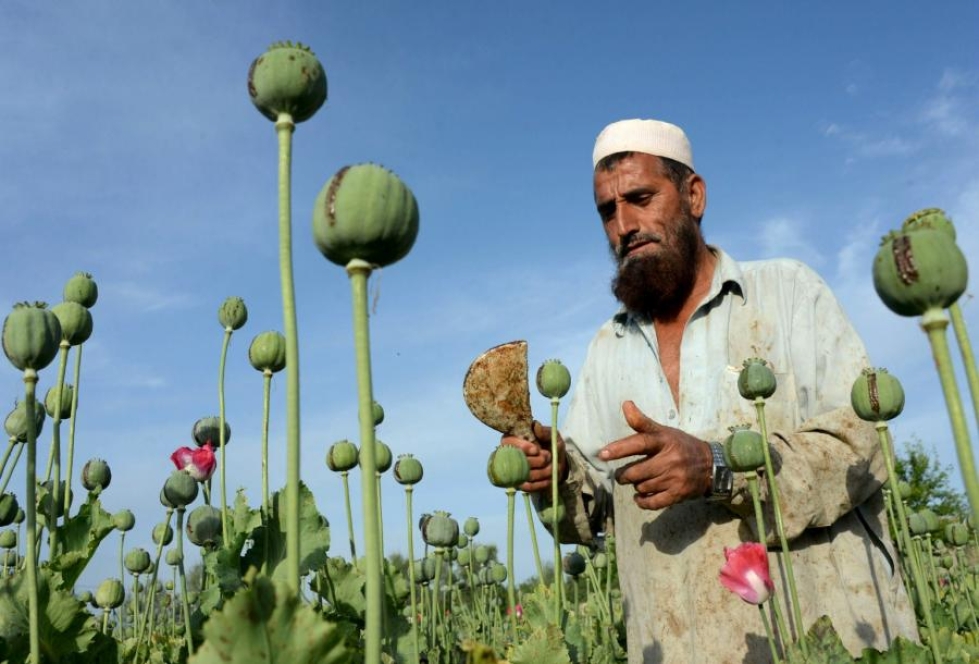 Suurin osa tuotannosta tapahtuu Afganistanin epävakaammissa osissa etelässä, idässä ja lännessä. Lehtikuva/AFP.