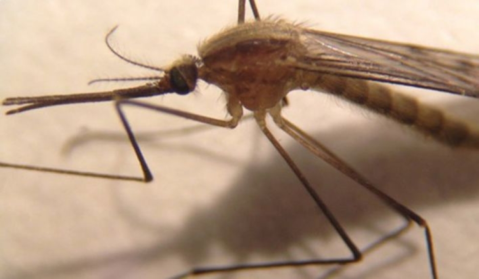 Anopheles daciae -niminen laji on sukua malariaa levittäville hyttyslajeille. LEHTIKUVA / HANDOUT / LORNA CULVERWELL HELSINGIN YLIOPISTO